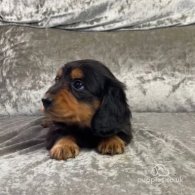 Dachshund (Standard & Miniature) - Both