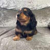 Dachshund (Standard & Miniature) - Both