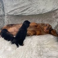 Dachshund (Standard & Miniature) - Both