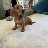 Dachshund (Standard & Miniature) - Both