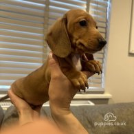 Dachshund (Standard & Miniature) - Both