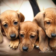 Dachshund (Standard & Miniature) - Both