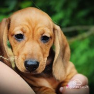 Dachshund (Standard & Miniature) - Both