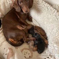 Dachshund (Standard & Miniature) - Both