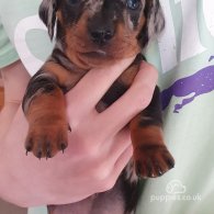 Dachshund (Standard & Miniature) - Both