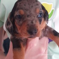 Dachshund (Standard & Miniature) - Both