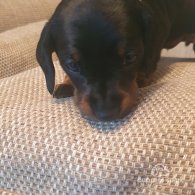 Dachshund (Standard & Miniature) - Both