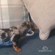 Dachshund (Standard & Miniature) - Both