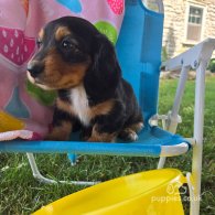 Dachshund (Standard & Miniature) - Both