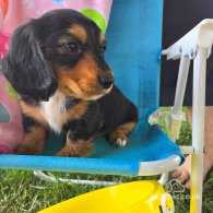 Dachshund (Standard & Miniature) - Both