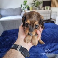 Dachshund (Standard & Miniature) - Both