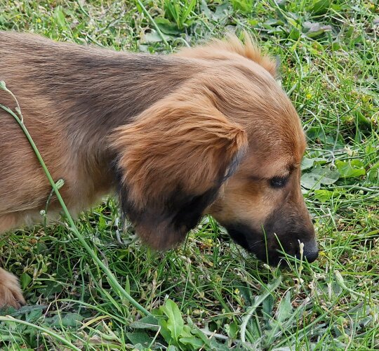 Dachshund (Standard &amp; Miniature)