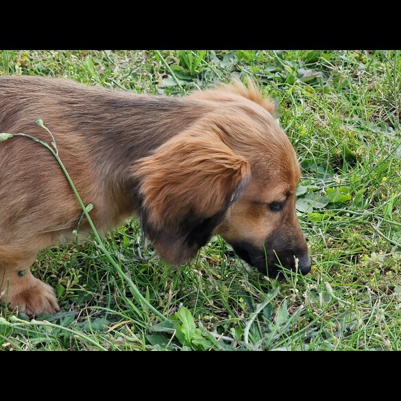 Dachshund (Standard &amp; Miniature) - Dogs