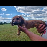 Dachshund (Standard &amp; Miniature) - Dogs