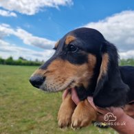 Dachshund (Standard & Miniature) - Dogs