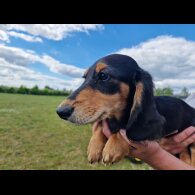 Dachshund (Standard &amp; Miniature) - Dogs