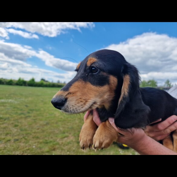 Dachshund (Standard &amp; Miniature) - Dogs