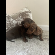 Dachshund (Standard &amp; Miniature) - Both