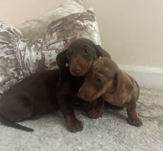 Dachshund (Standard &amp; Miniature)