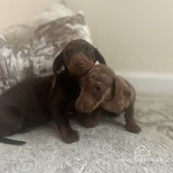 Dachshund (Standard & Miniature) - Both