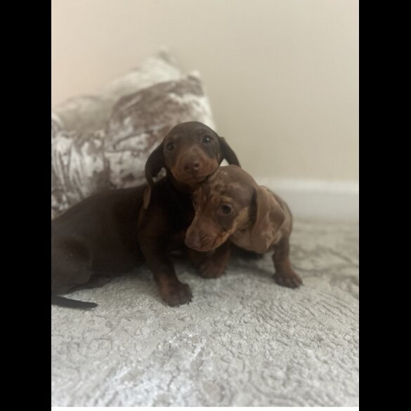 Dachshund (Standard &amp; Miniature) - Both