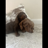 Dachshund (Standard &amp; Miniature) - Both