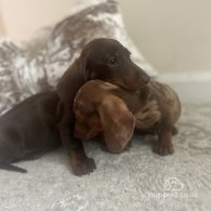 Dachshund (Standard & Miniature) - Both