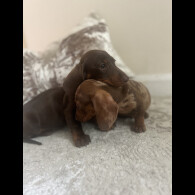 Dachshund (Standard &amp; Miniature) - Both