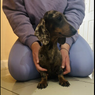 Dachshund (Standard &amp; Miniature) - Both