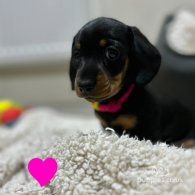 Dachshund (Standard & Miniature) - Both