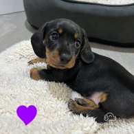 Dachshund (Standard & Miniature) - Both