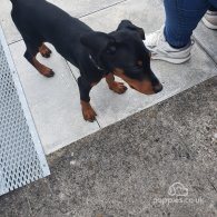 Doberman - Both