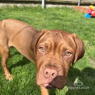 Dogue De Bordeaux - Both