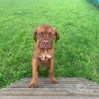 Dogue De Bordeaux - Both