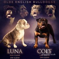 English Bulldog - Both