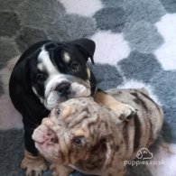 English Bulldog - Dogs