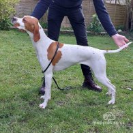 English Pointer - Both