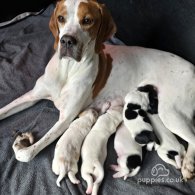 English Pointer - Both