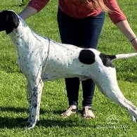 English Pointer - Both