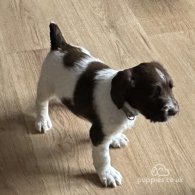 English Springer Spaniel - Both