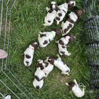 English Springer Spaniel - Both