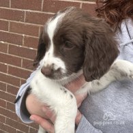 English Springer Spaniel - Both