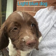 English Springer Spaniel - Both