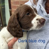 English Springer Spaniel - Both