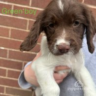 English Springer Spaniel - Both