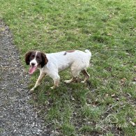 English Springer Spaniel - Both