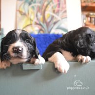 English Springer Spaniel - Dogs