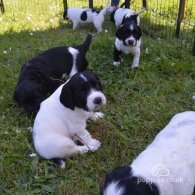 English Springer Spaniel - Dogs