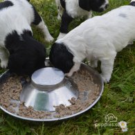 English Springer Spaniel - Dogs