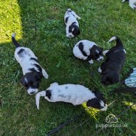 English Springer Spaniel - Dogs